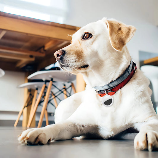 Smart GPS Tracker voor Hond, Kat & Sleutels - Bluetooth Locatie Tracker